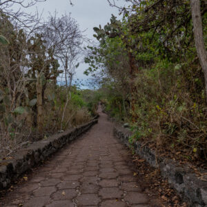 trail to tortuga bay santa cruz galapagos 6