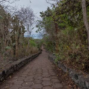trail to tortuga bay santa cruz galapagos 7