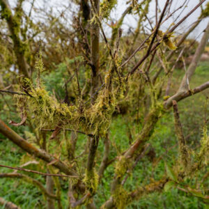 tree with lichen and mosses 1 san cristobal island galapagos