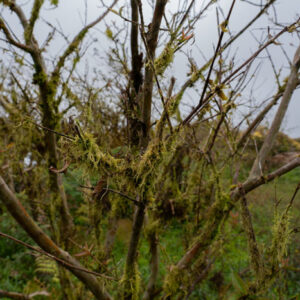 tree with lichen mosses and dew drops 1 san cristobal island galapagos