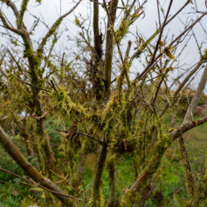 tree with lichen mosses and dew drops 2 san cristobal island galapagos