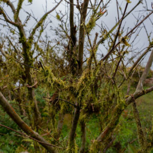 tree with lichen mosses and dew drops 3 san cristobal island galapagos