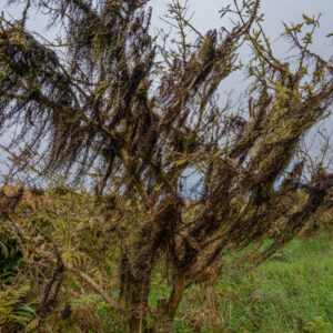 tree with lichens 2 san cristobal island galapagos