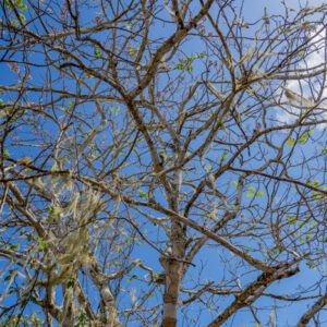tree with lichens in galapagos manchineel forest san cristobal island galapagos
