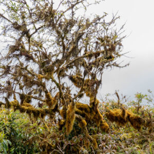 tree with old mans beard lichen usnea 2 san cristobal island galapagos