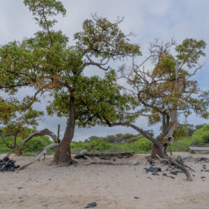 trees and sand at el garrapatero beach 1