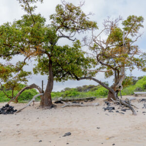 trees and sand at el garrapatero beach 2