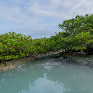 turquoise sea lagoon and mangroves 1