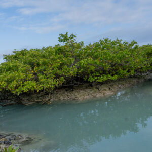 turquoise sea lagoon and mangroves 2