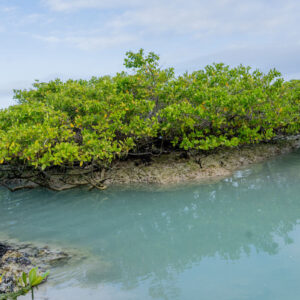 turquoise sea lagoon and mangroves 3
