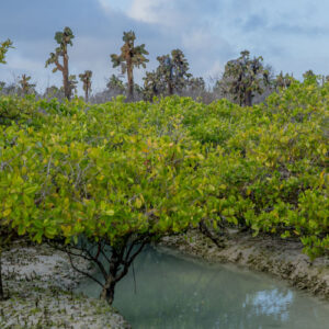 turquoise sea mangroves and opuntias 1