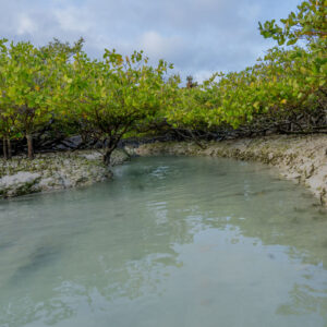 turquoise sea mangroves and opuntias 3