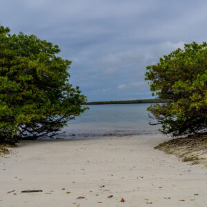 turquoise water among mangroves tortuga bay galapagos 1