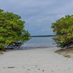 turquoise water among mangroves tortuga bay galapagos 2