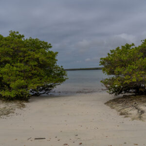 turquoise water among mangroves tortuga bay galapagos 3