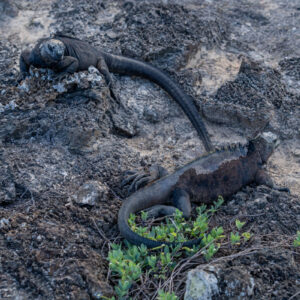 two black marine iguanas resting