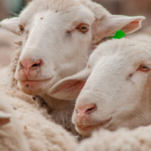 two sheep faces among the flock