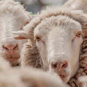 two sheep faces looking at the camera