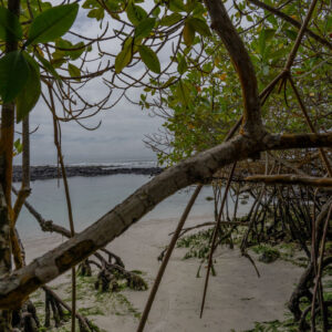 view of the sea from mangroves