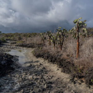 volcanic landscape with opuntias and rocks 1