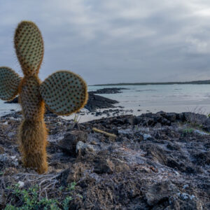 volcanic rock sea and opuntia 1