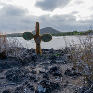 volcanic rock sea and opuntia 2
