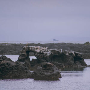 volcanic sea caves isabela island galapagos