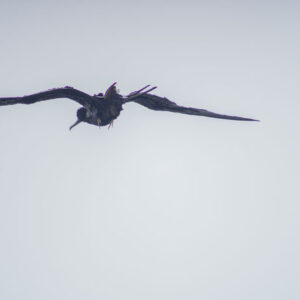 wet frigatebird in flight over lagoon san cristobal island galapagos
