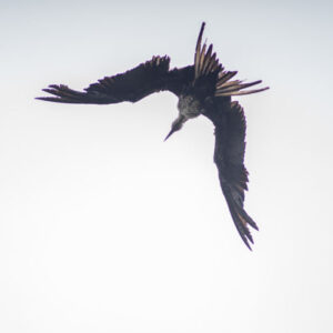 wet frigatebird shaking off water 1 san cristobal island galapagos