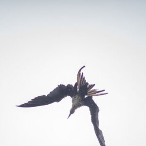 wet frigatebird shaking off water 2 san cristobal island galapagos