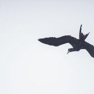 wet frigatebird shaking off water 3 san cristobal island galapagos
