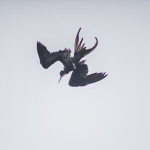 wet frigatebird shaking off water 4 san cristobal island galapagos