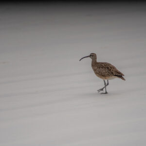 whimbrel 1