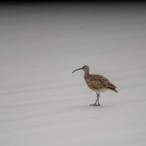 whimbrel 2