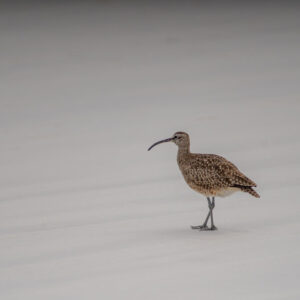 whimbrel 3