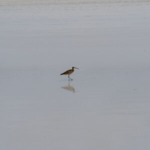 whimbrel on beach shore