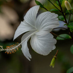 white hibiscus flower 1