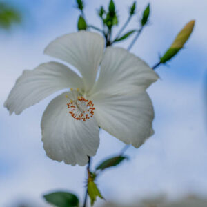 white hibiscus flower 2