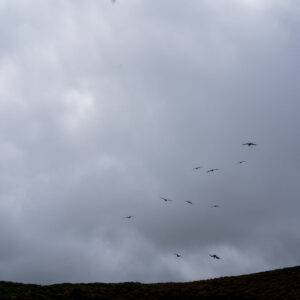 wide shot of clouds and frigatebirds flying in backlight