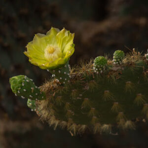 yellow opuntia cactus flower san cristobal island galapagos