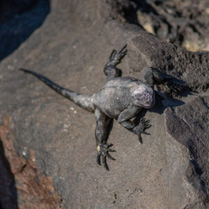 young marine iguana on rock 2
