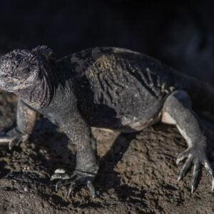 young marine iguana on rock 3