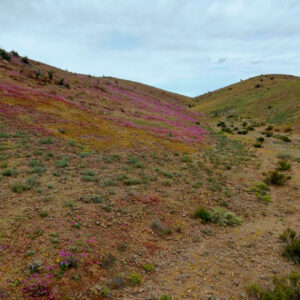 blooms on the road to canto del agua 1 — video footage