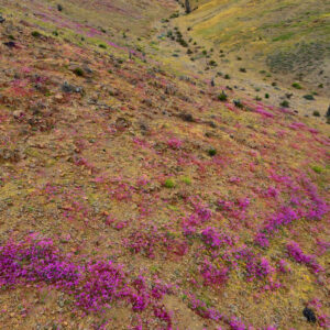 blooms on the road to canto del agua 2 — video footage