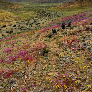 blooms on the road to canto del agua 3 — video footage