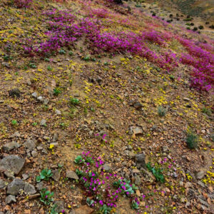 blooms on the road to canto del agua 4 — video footage