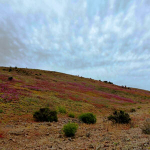 blooms on the road to canto del agua 5 — video footage