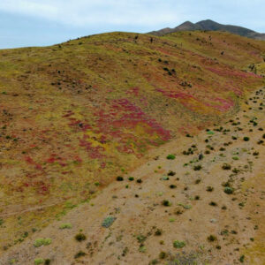 blooms on the road to canto del agua 6 — video footage