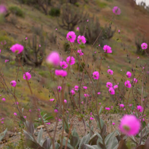 pata de guanaco blooms on the road to canto del agua — video footage
