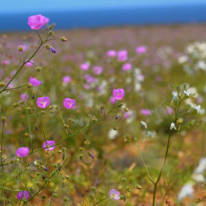 coastal malvilla and celestina bloom fields in atacama — video footage
